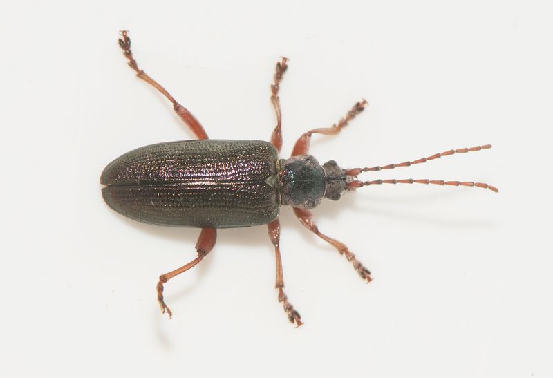 Norra signalen Vstmanland 23.6-24  11,5 mm