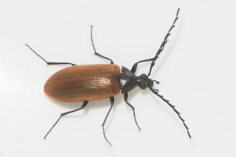 Norra signalen Vstmanland 21.6-24