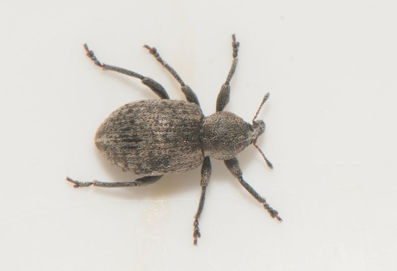 Hedemarksvgen Vstmanland 28.5-24