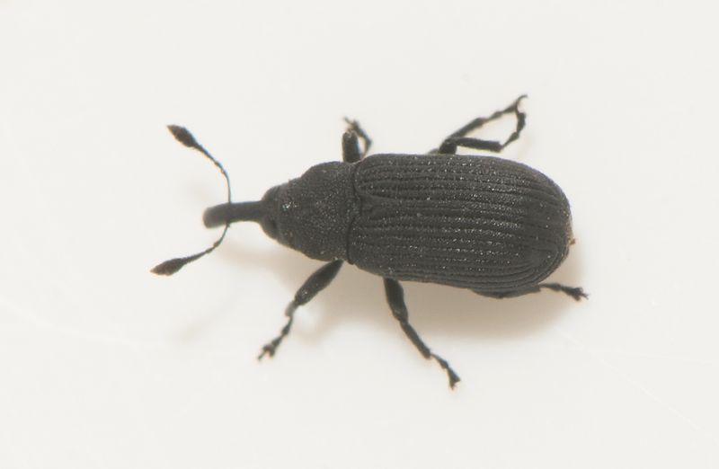 Ek och Hassel Halland 13.6-24 3,8 mm