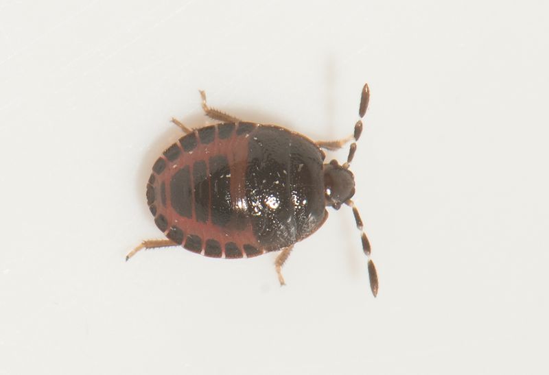 Adomerus biguttatus ( Tvflckig taggbening )