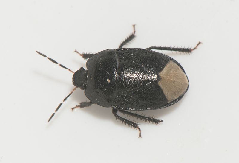 Horna sandar Skne 12.5-24