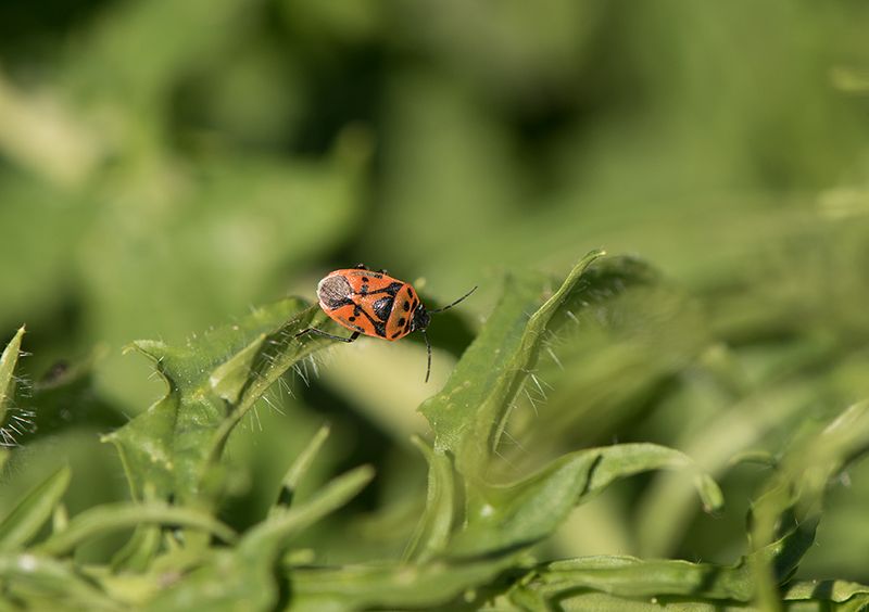 Horna sandar Skne 12.5-24