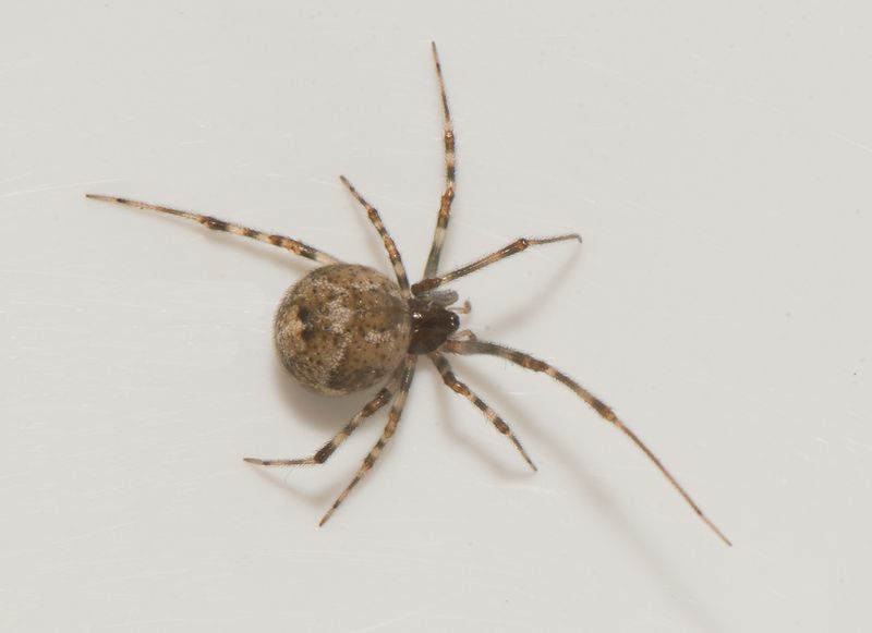 Gettern Halland 6.10-24 adult female