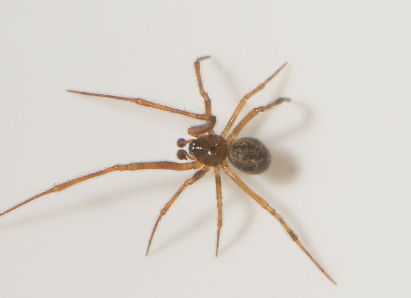 Gettern Halland 6.10-24 adult male
