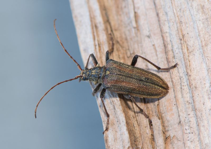 Angryd Halland 20.5-25 female