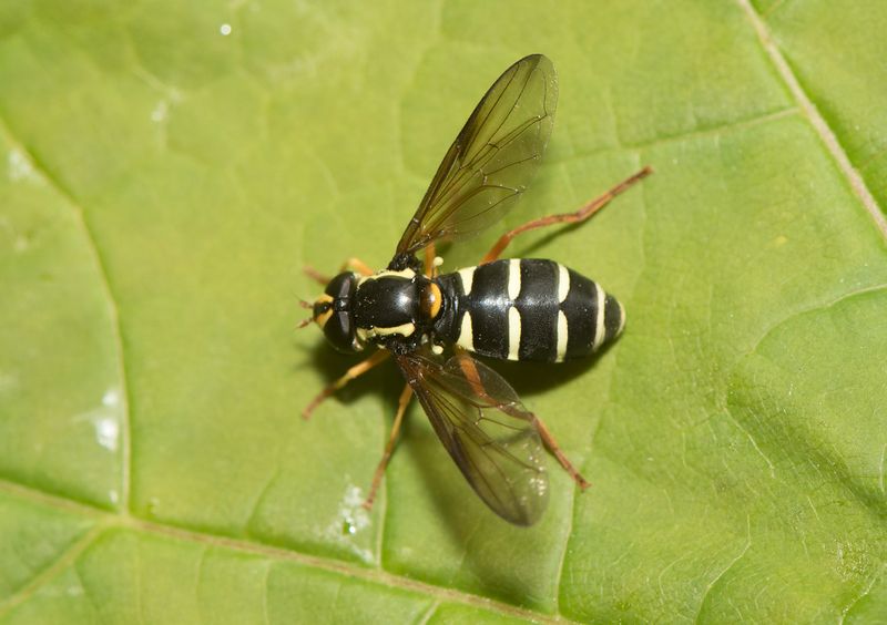 Gettern Halland 18.5-25