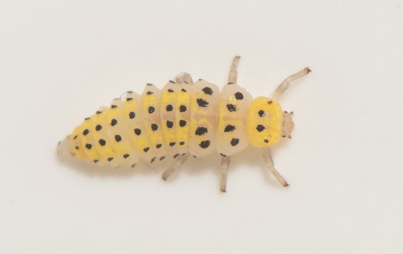 Halyzia sedecimguttata ( Sextonflckig skldpiga )