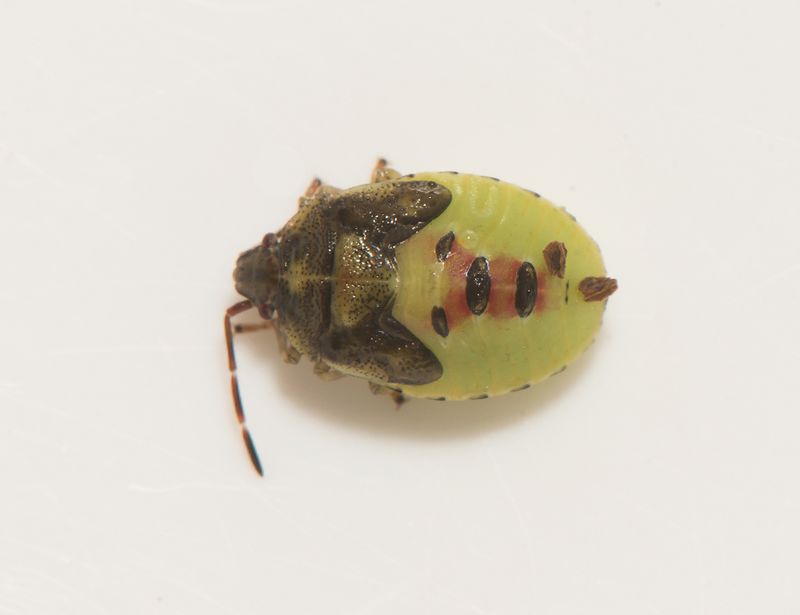 Elasmostethus minor ( Trybrfis )