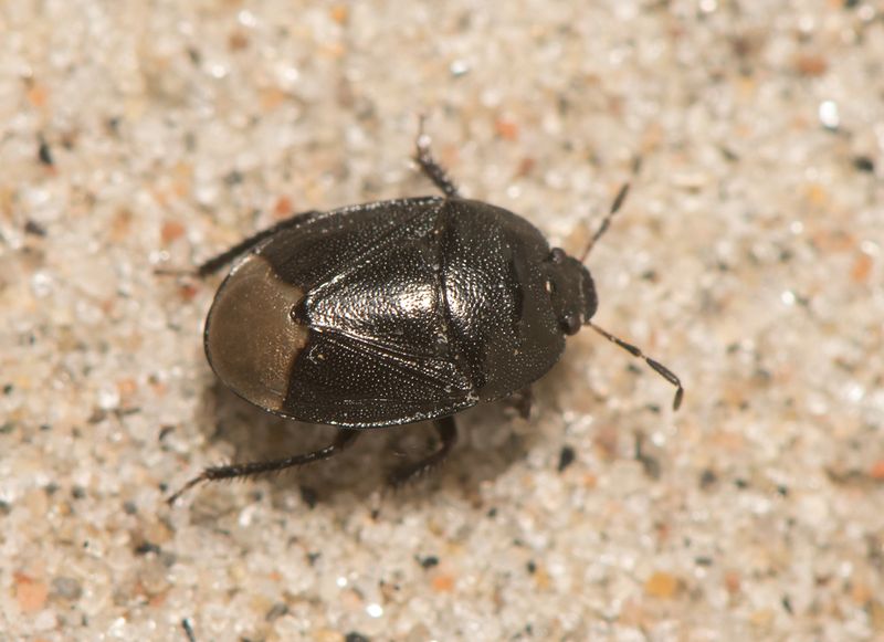 Vapn Halland 10.5-25