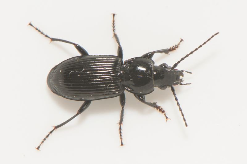 Store mosse Halland 27.4-25 male