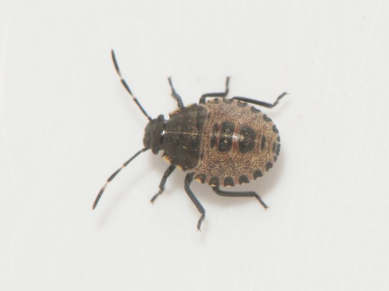 Lund Skne 16.8-25 nymfe