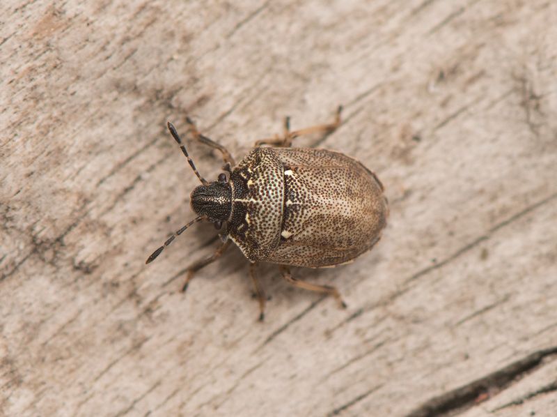 Apelviken Halland 2.9-25