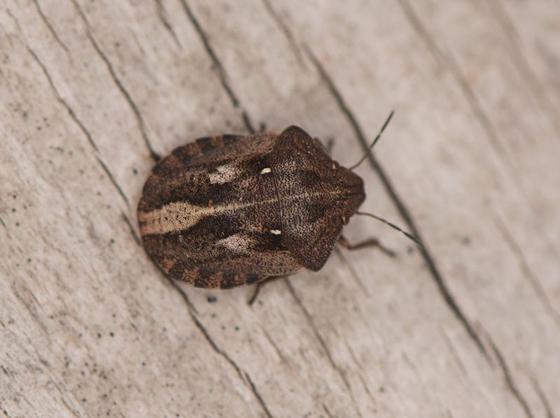 Hiaklitten Halland 30.8-25 nymfe