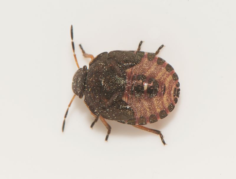 Apelviken Halland 26.8-25 nymfe