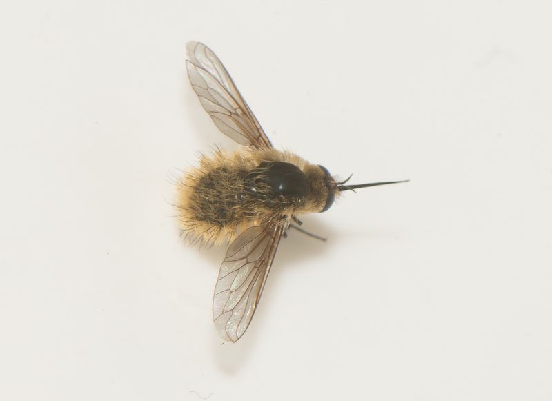 Silv�kra Sk�ne 20.7-24