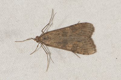 Nomophila noctuella ( Nattflymott )