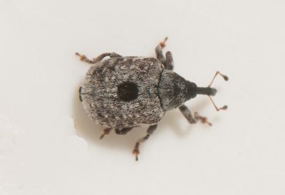 Cionus montanus ( Strre kungsljusvivel ) 4,5-4,8 mm
