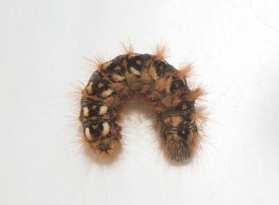 Acronicta rumicis ( Syraftonfly )