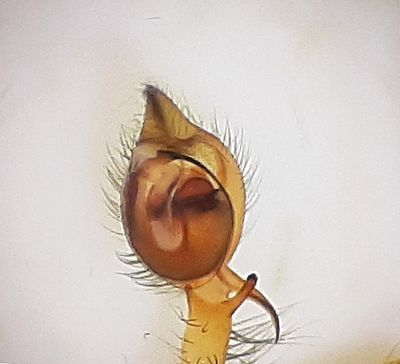  Cheiracanthium erraticum ( Bandsporrspindel )