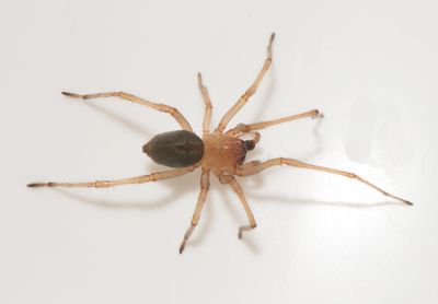 Gamla kpstad Halland 18.9-22 adult male