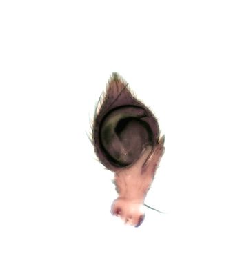 Diaea dorsata ( Bladkrabbspindel )