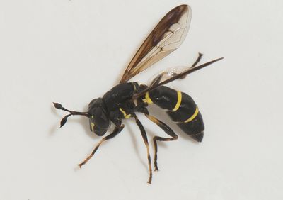 Ceriana conopsoides ( Griffelblomfluga )