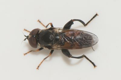 Tropidia scita ( Mrk eldblomfluga )