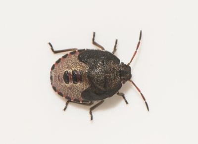Piezodorus lituratus ( Harrisbärfis )