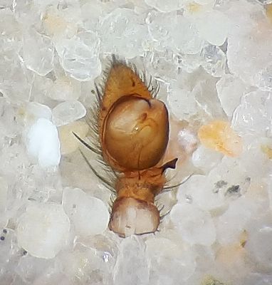 Thanatus arenarius ( Hedsnabblpare )