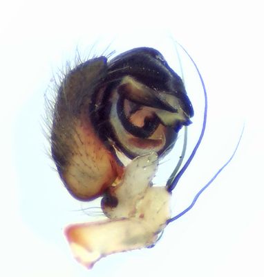 Risarp Halland 14.6-22 palp adult male