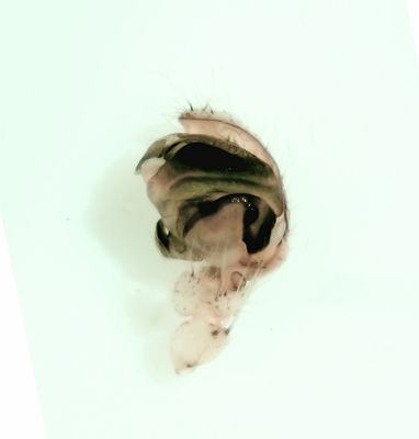 Larinioides sclopetarius ( Brospindel )