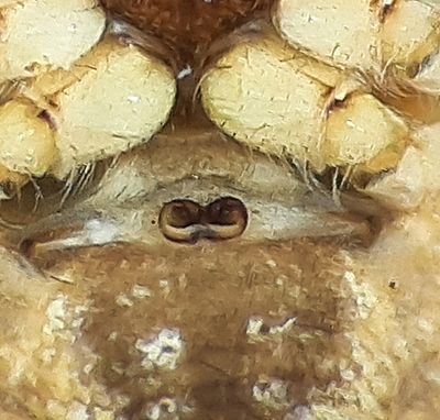 Gibbaranea gibbosa ( Lvpuckelspindel )