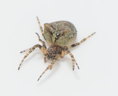 Karum land 25.5-22 adult female