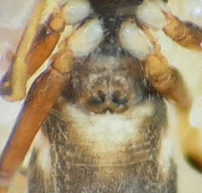 Synageles venator ( Smalmyrespindel )
