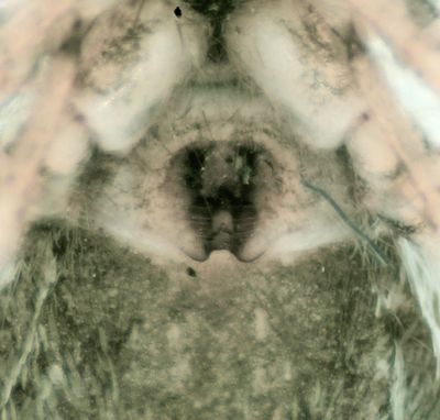 Salticus zebraneus ( Dvrgzebraspindel )