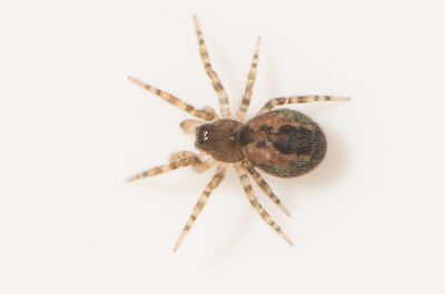 Lathys humilis ( Grankardarspindel )