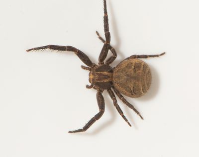 Bsta stllet Halland 17.7-22 adult female