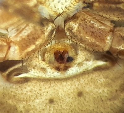 Bsta stllet Halland 17.7-22 epigyne adult female