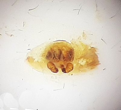 Bsta stllet Halland 17.7-22 vulva adult female
