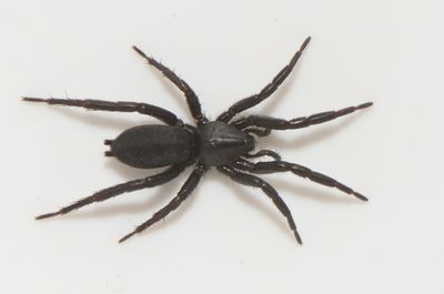 Haverdal Halland 7.8-22 adult female