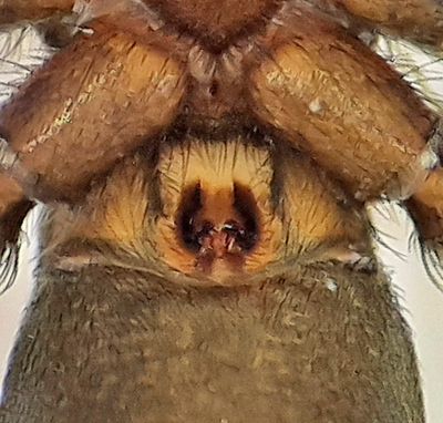 Haverdal Halland 7.8-22 epigyne adult female