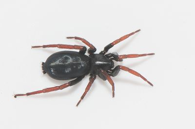 Karum land 25.5-22 adult female