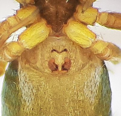 Varberg Halland 16.5-22 epigyne adult female