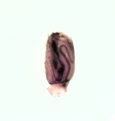 Clubiona subtilis ( Dvrgsckspindel )