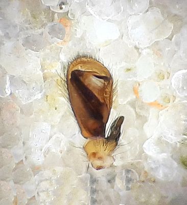 Clubiona lutescens ( Lundsckspindel )