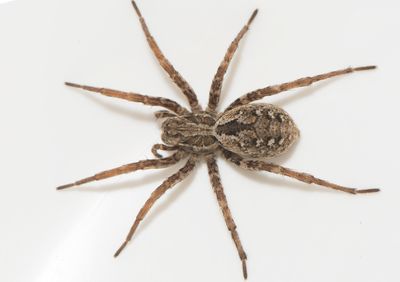 Hagn Halland 19.6-22 adult female