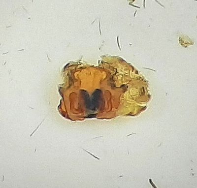 Kvarnfallet Vstmanland 3.8-22 vulva adult female