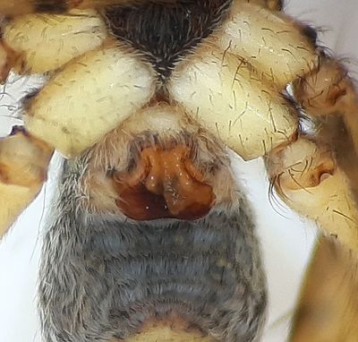 Pardosa palustris ( Vitbrämad vargspindel )