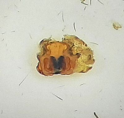Pardosa palustris ( Vitbrämad vargspindel )